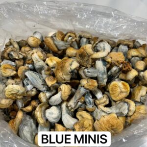 Blue Minis psychedelic mushrooms with a deep blue and purple hue, known for their potent effects and small size.