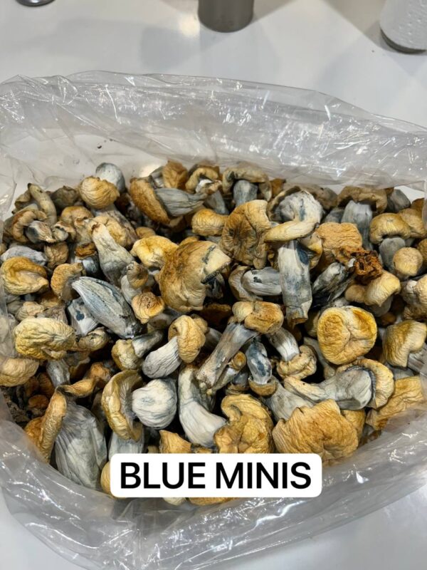 Blue Minis psychedelic mushrooms with a deep blue and purple hue, known for their potent effects and small size.