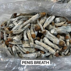 Penis Breath psychedelic mushrooms with large, bulbous caps in golden and brown hues, known for their potent effects and vibrant visuals.