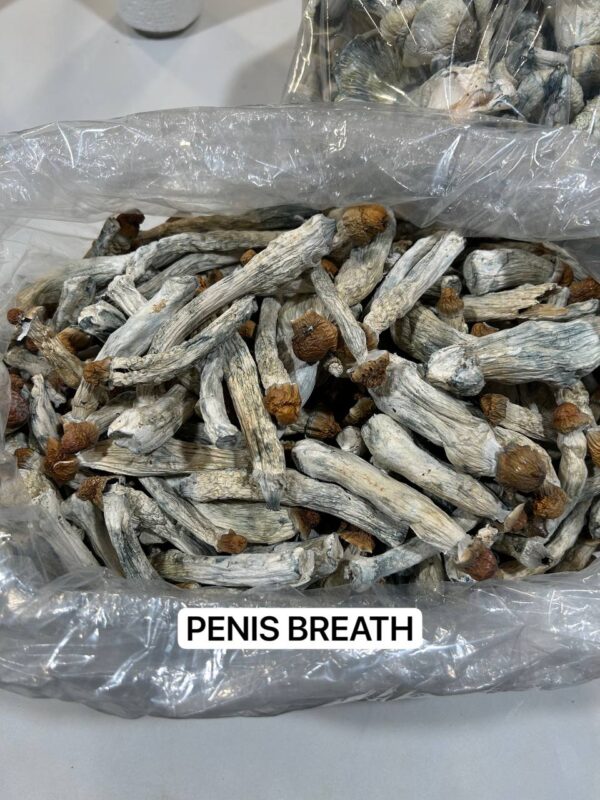 Penis Breath psychedelic mushrooms with large, bulbous caps in golden and brown hues, known for their potent effects and vibrant visuals.