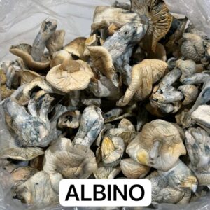 Albino psychedelic mushrooms with pale white caps, known for their potent effects and ability to deliver vivid visuals and introspective journeys.