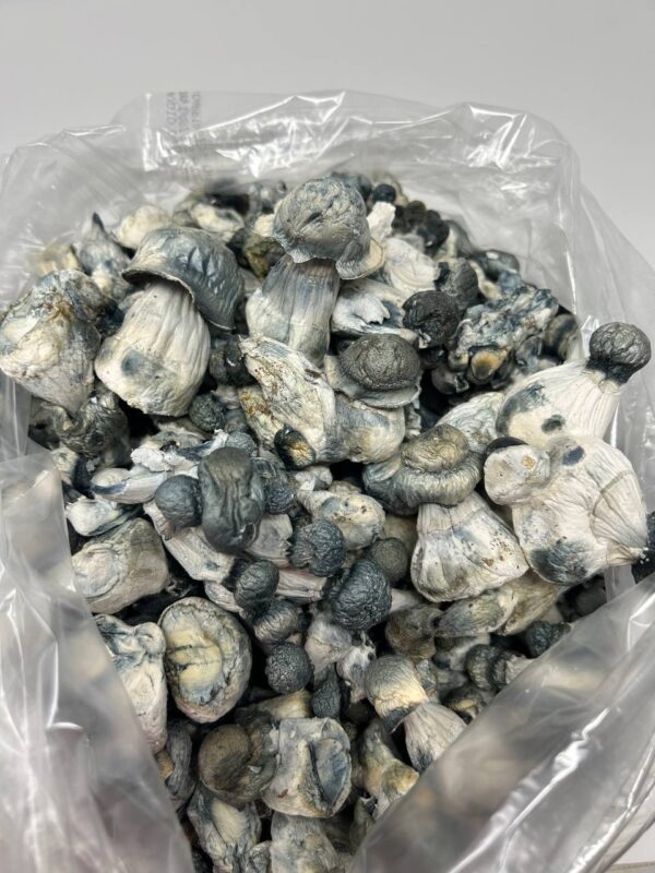 A bundle of Blue Meanies mushrooms, recognized by their blue-stained stems and potent psilocybin content, available in various quantities for a deep and transformative psychedelic experience.